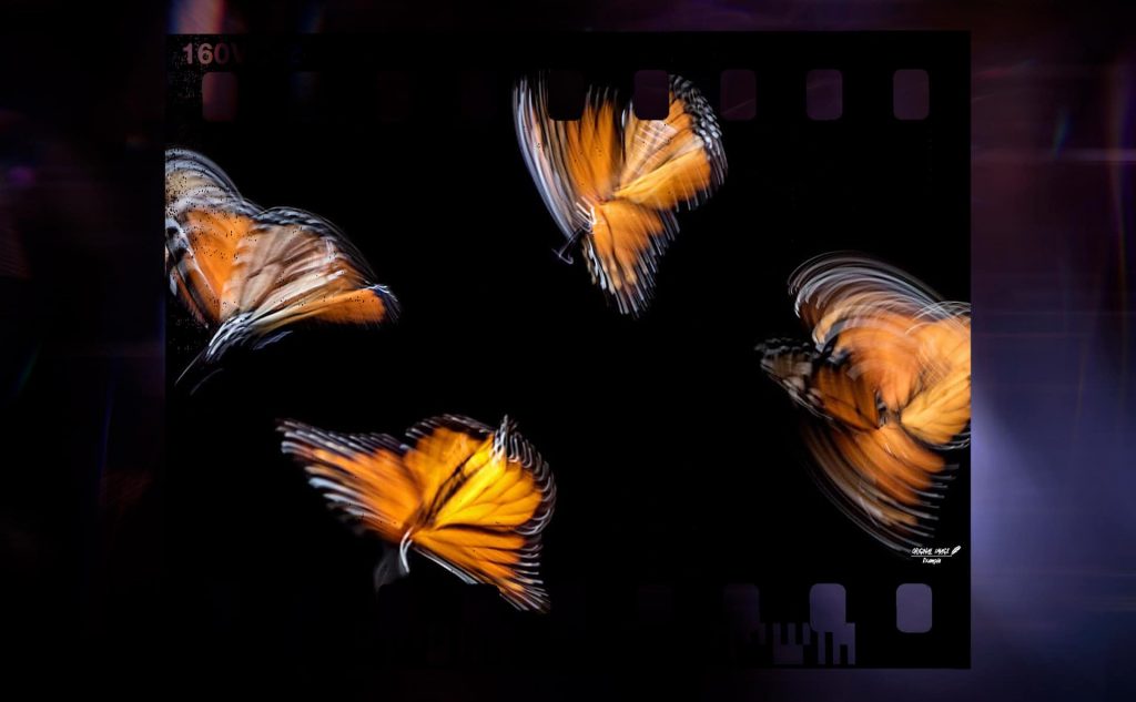 pf-59-photo-finder-1