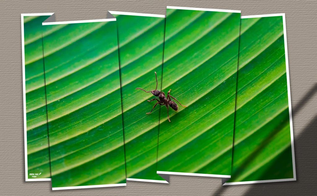 pf-60-photo-finder-3