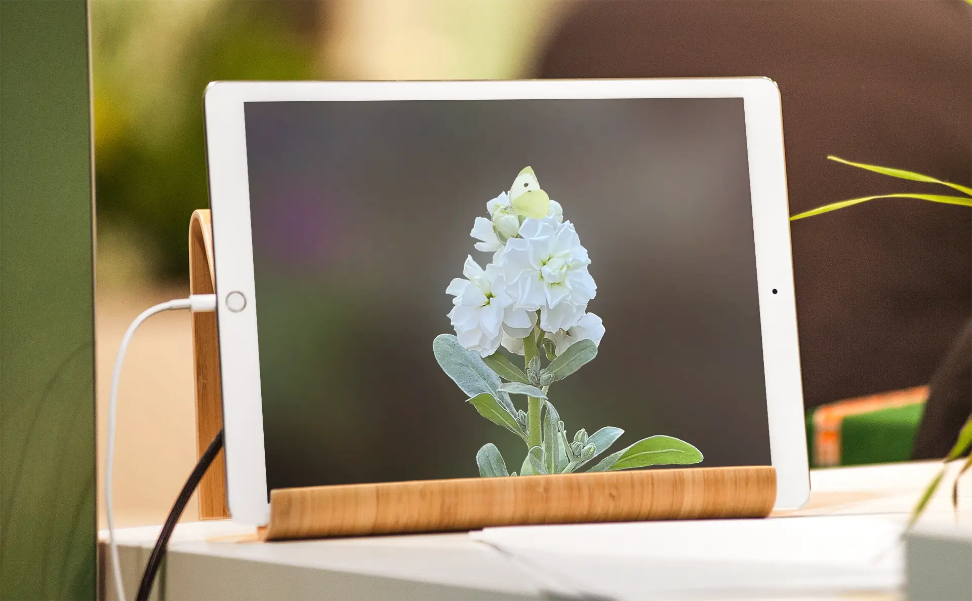 ホワイトストック