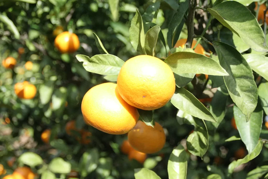 山北の甘みかん