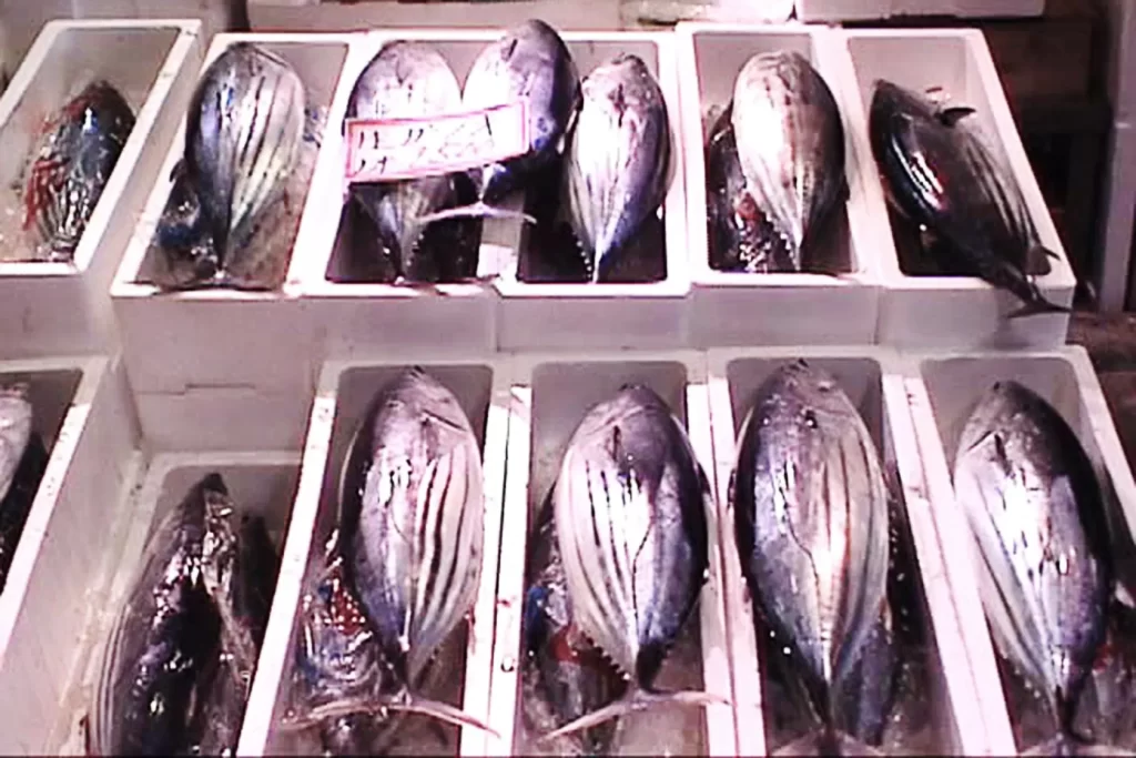 土佐を代表する魚　かつお